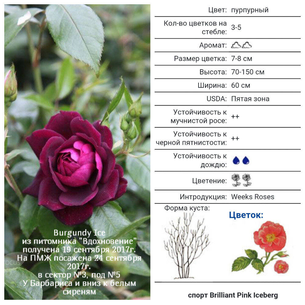 Burgundy Ice, Edgar Norman Swane США, 1998, Флорибунда