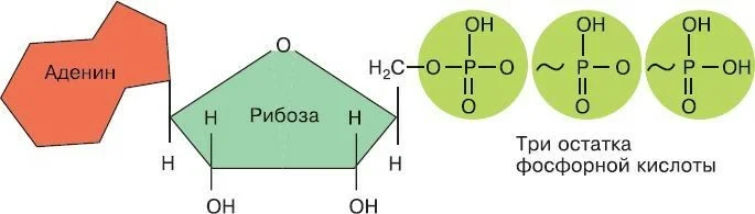Остаток фосфорной кислоты атф. Строение АТФ И АДФ. Строение молекулы АТФ аденин. Схема нуклеотида АТФ. Строение молекулы АТФ.