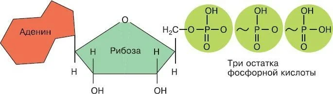 Аденин рибоза три. Строение АТФ И АДФ. Строение молекулы АТФ аденин. Схема нуклеотида АТФ. Строение молекулы АТФ.