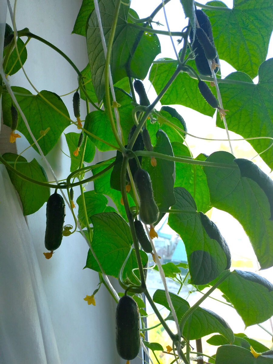 фото автора Нектар из ромашек