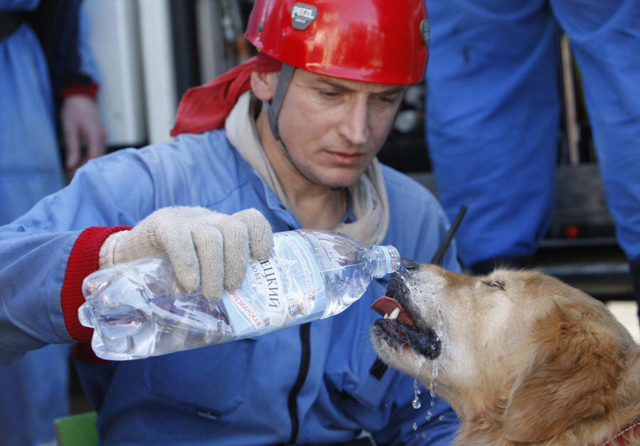 Спаси собаку можно. Спасатели животных. Спасем животных.