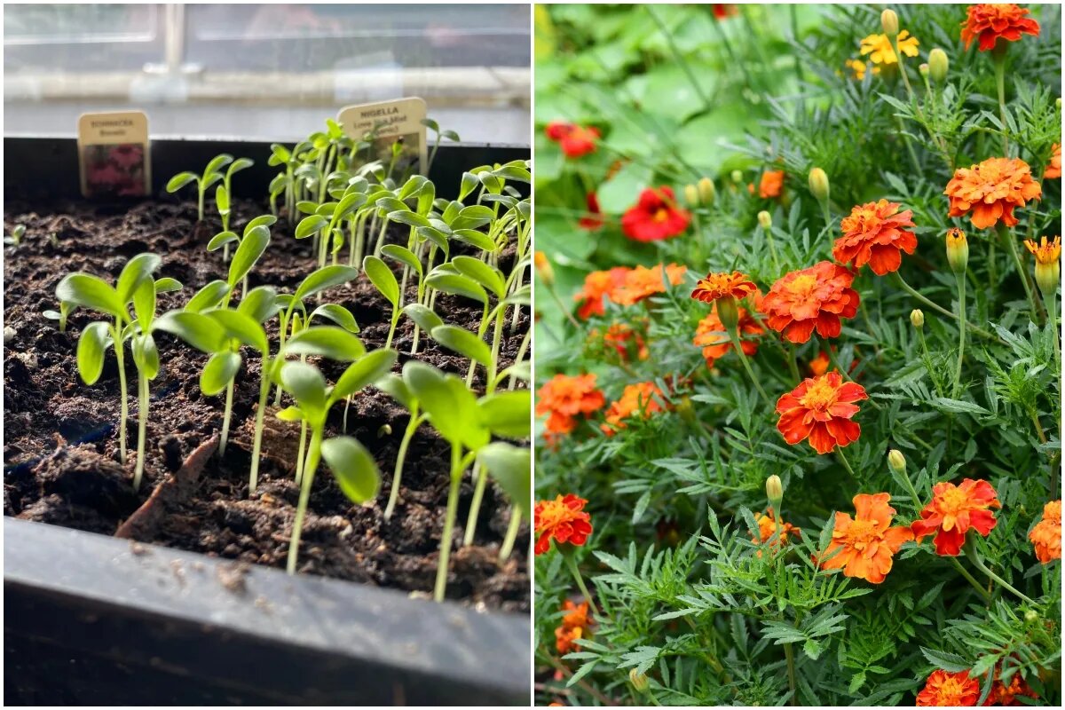 Если вы планируете посеять несколько мешочков семян в своей квартире, то  не забудьте освободить место для кое-каких цветов.