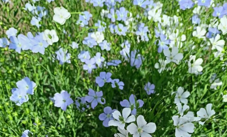    Какие сорта льна-долгунца для посева выбирали омские производители в прошлом году