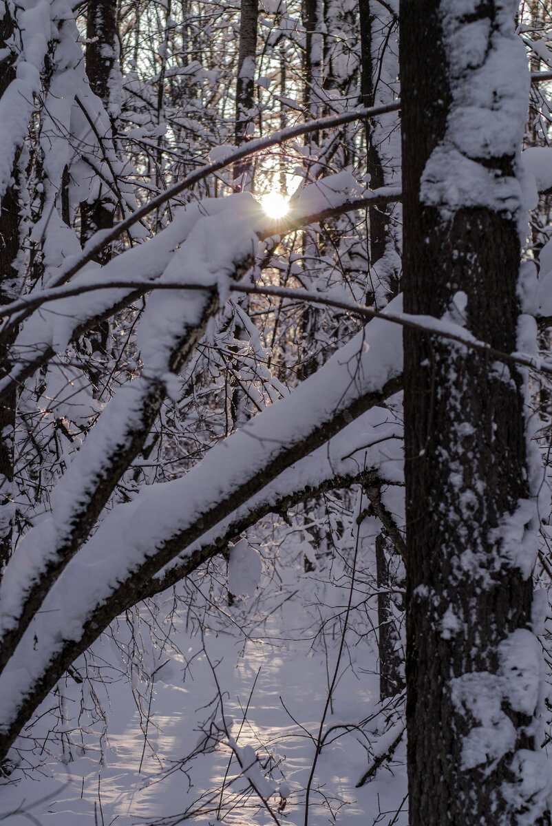 Panasonic Lumix GX1 Морозное, зимнее утро в лесу.