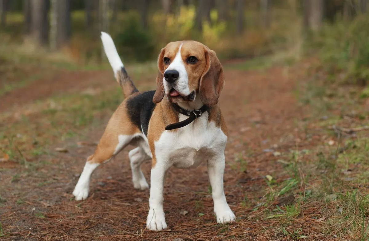 Один из самых удивительных и малоизвестных фактов о биглях связан с их участием в космической программе Соединённых Штатов. В 1950-х и 1960-х годах, в разгар космической гонки, бигли были одними из животных, выбранных НАСА для участия в экспериментах, направленных на изучение воздействия космических полётов на живые организмы. Это выбор обуславливался их размером, темпераментом и физической выносливостью, что делало их идеальными кандидатами для таких испытаний.