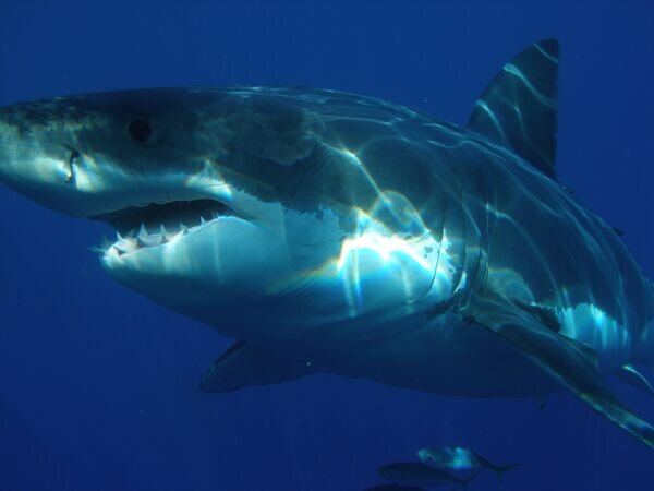   © Wikipedia Sharkdiver.com