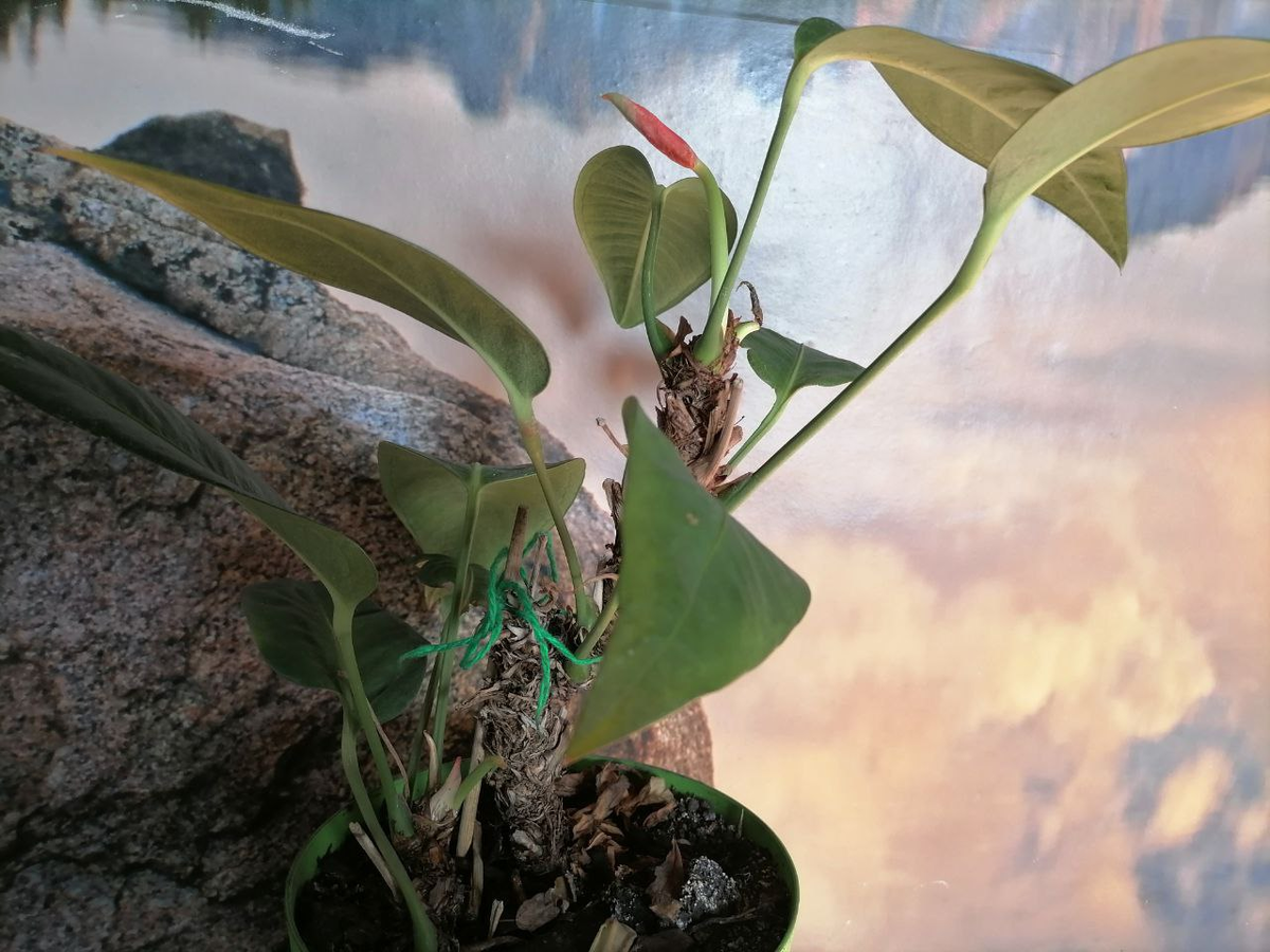 Старый антуриум, стебель заваливается