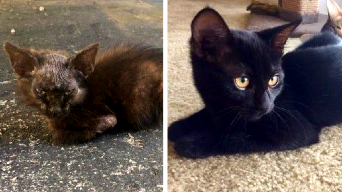 Истощенный, с лишаем и редкой шерстью, кишащей паразитами - таким его увидели новые хозяева. Знакомьтесь, Вася Черный. Фото: в 2 месяца и полгода.