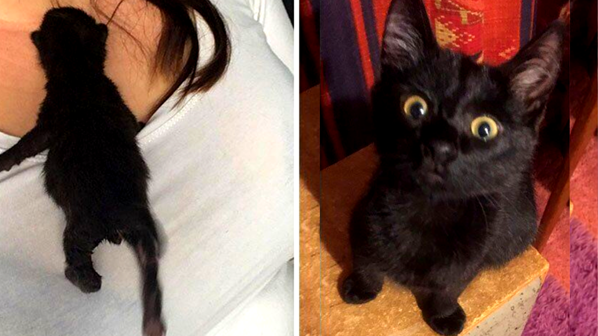 "Этот котенок был единственным, оставшимся в живых из всех малышей, найденных на помойке. Он весил всего 95 грамм. А теперь ему 4 месяца и он весит почти 2 килограмма!"