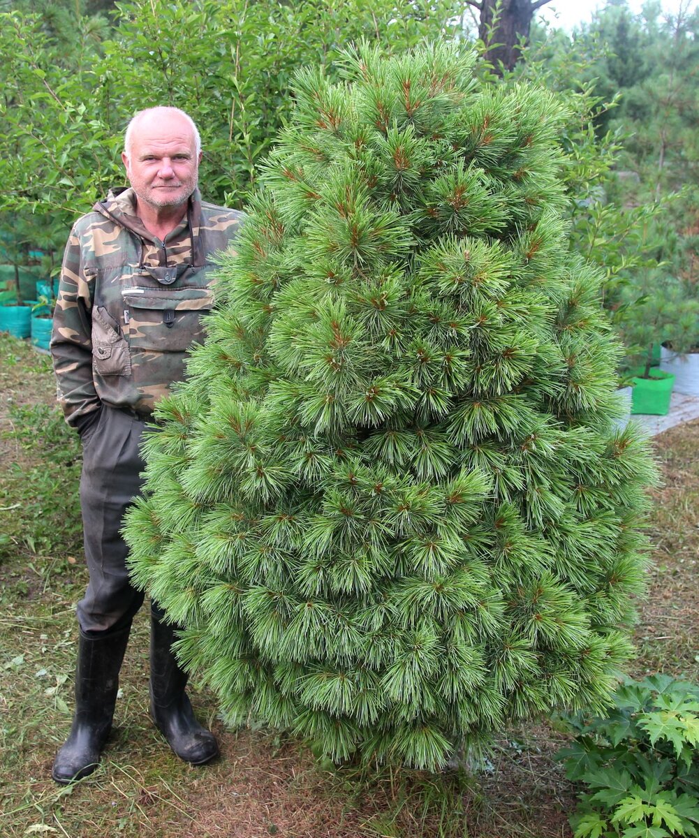 Канал кедр. Канал кедр