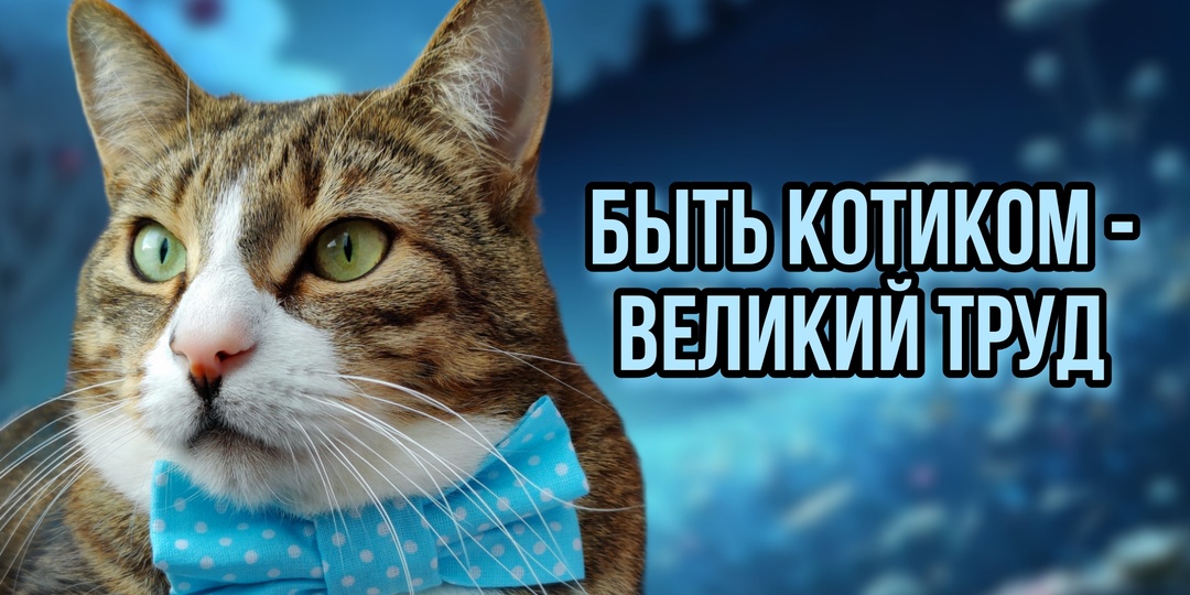 Один день из жизни Котямбика Локи🩵