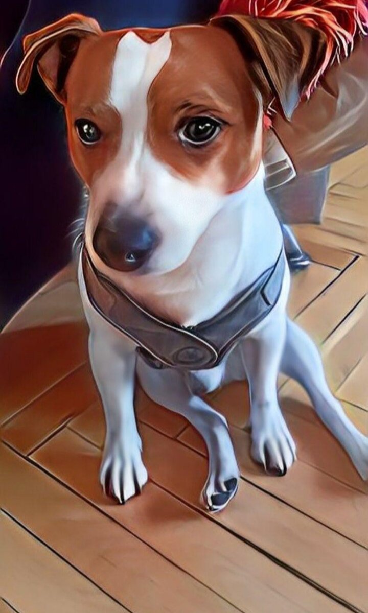 Потерявшийся четвероногий друг!