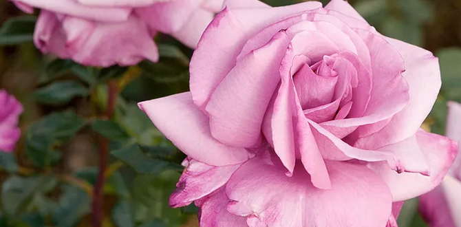 Роза "Radiant Perfume"