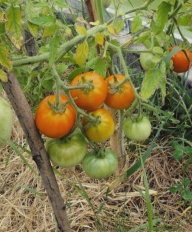 пять помидоров. помидор или помидоров как правильно писать. 5 помидоров. пять помидоров. помидор для дошкольников.