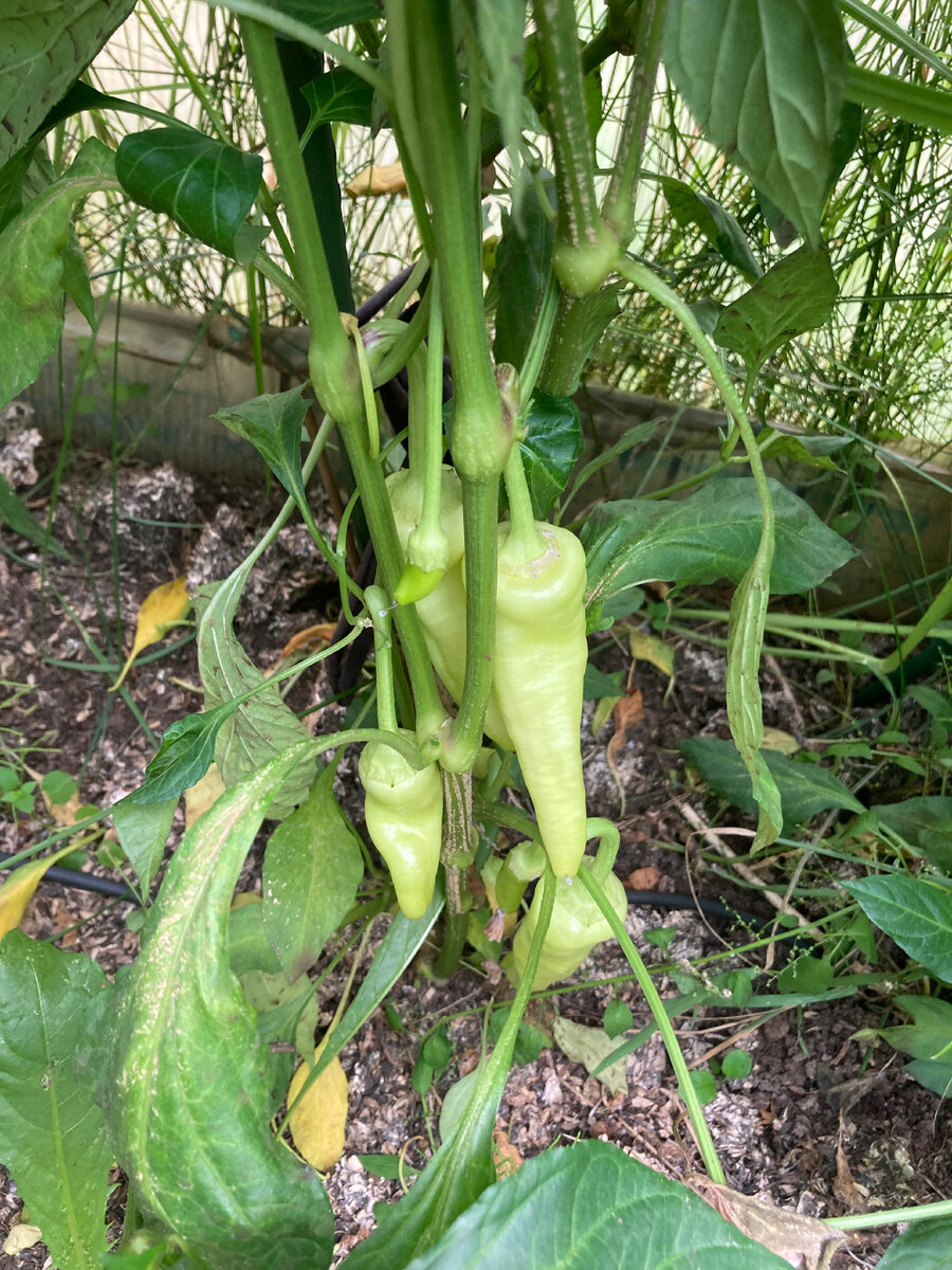 Албена, 15 августа 2024, фото автора