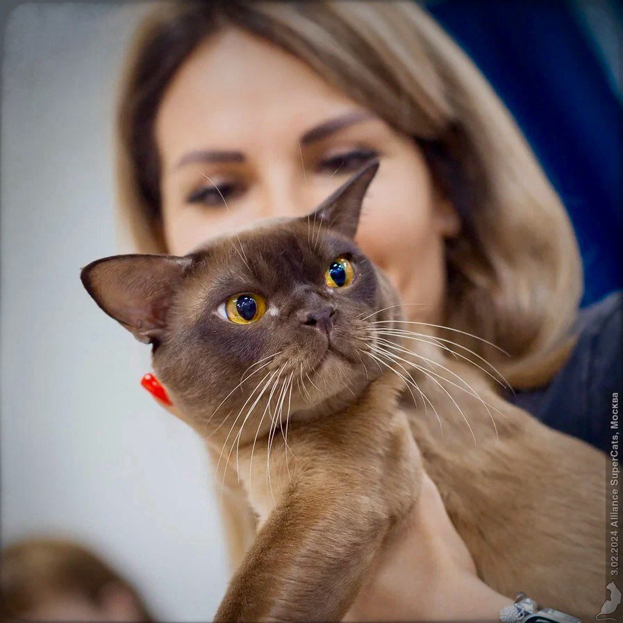 Xtreame Jasper*RU, WW'19, CH & JW (FIFe), GIC & RW'22, RW'23 (ASC), Почетный гражданин города Кэтсбург'20  - взрослый кот, производитель питомника Jasper, порода европейская бурма, возраст 5 лет.