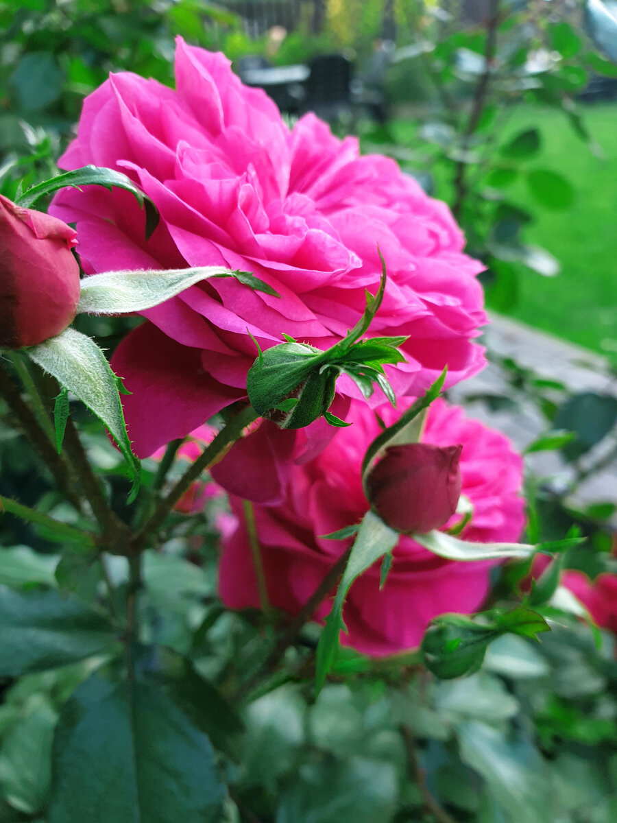 Роза Леонардо да Винчи в моём саду.