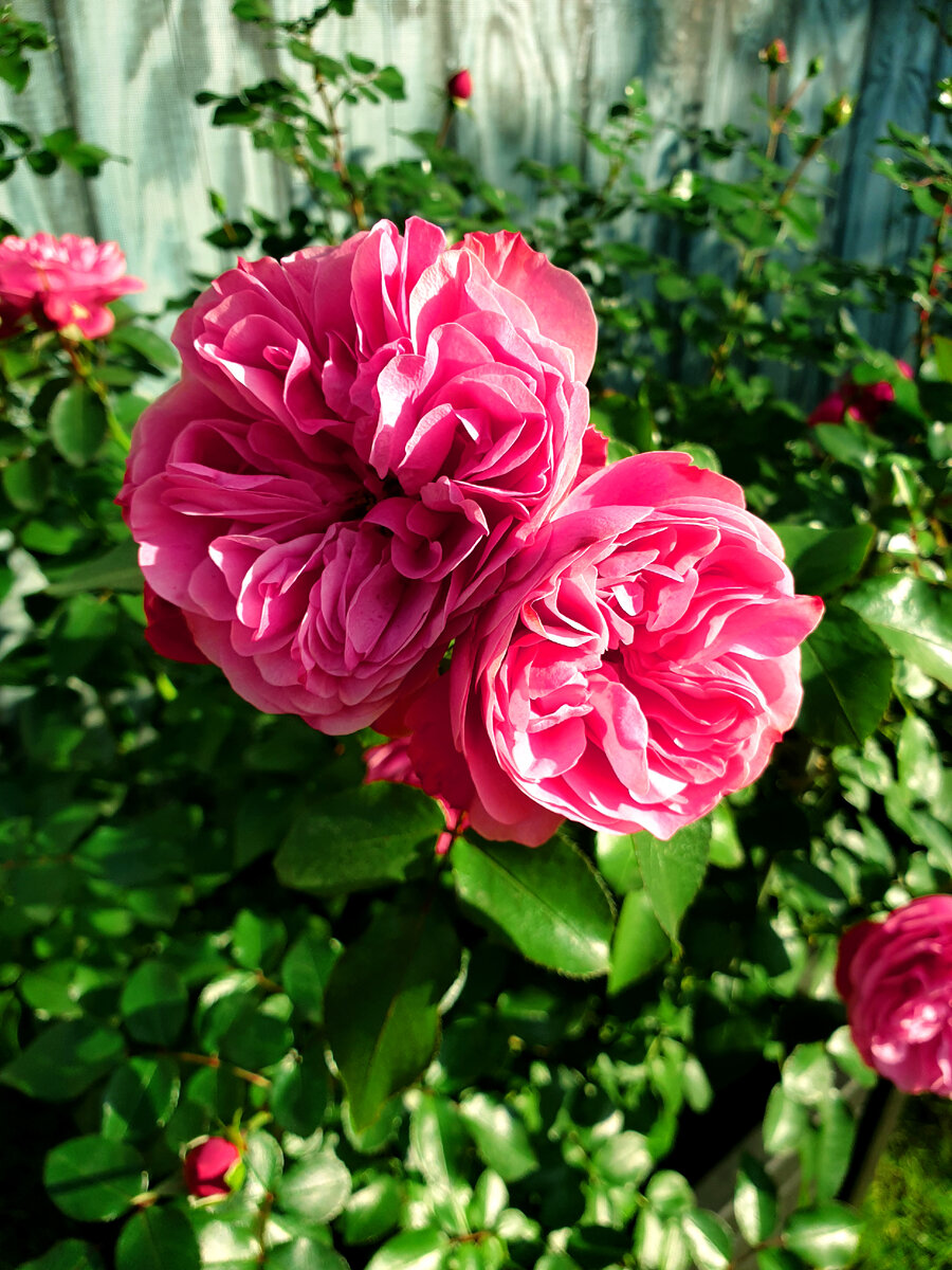 Роза Леонардо да Винчи в моём саду.