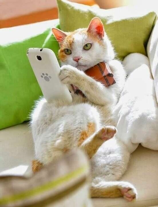 популярные коты. блогеры кошки. блогеры кошки. известные коты блоггеры. блогеры кошки.