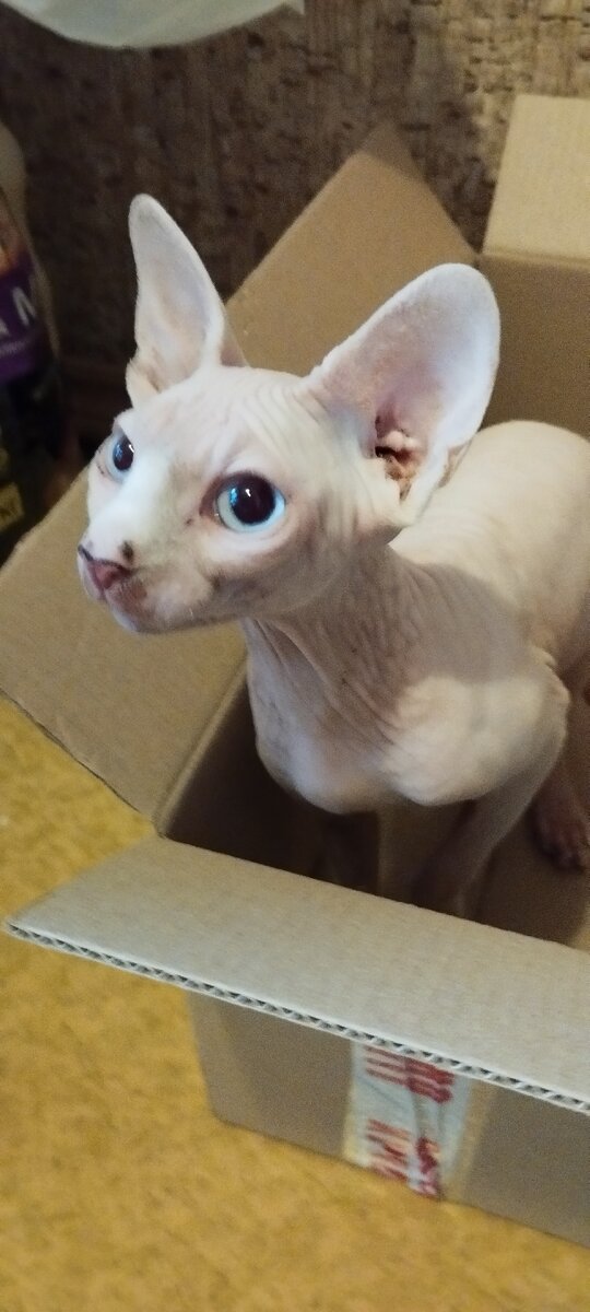 Аллергия на животных симптомы. Перекрестная аллергия кошачья шерсть. Может ли быть аллергия на кота. Бронхиальная астма у кошек. Корма для котят аллергиков.