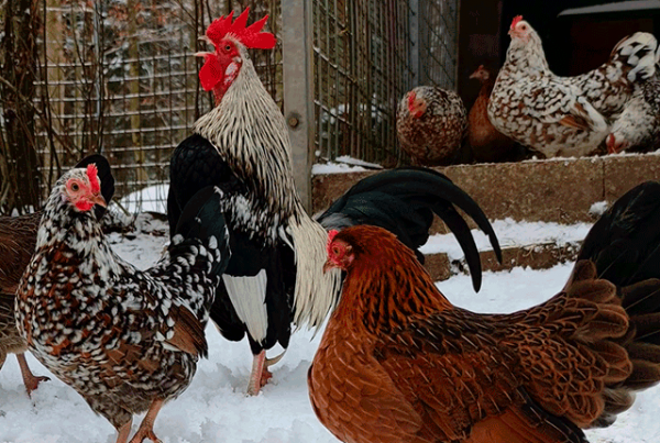 Кормление курей в домашних условиях