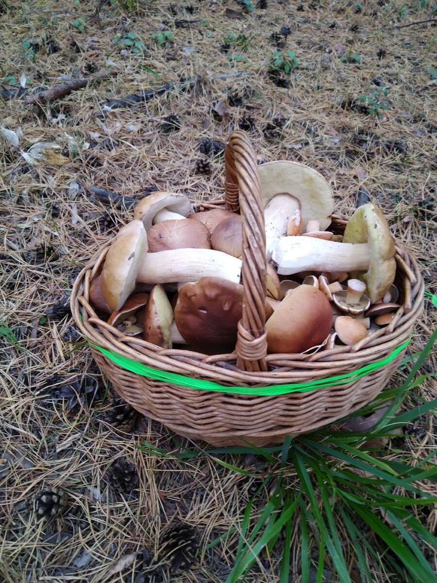 поход за грибами. собирать ягоды. сбор грибов в лесу. сбор грибов в лесу. первые грибы лисички.