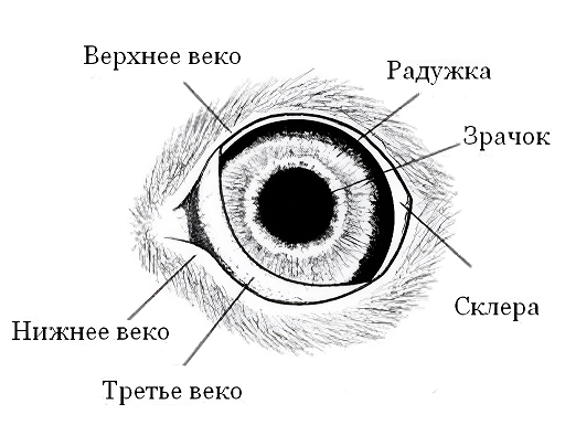 Анатомия кошачьего глаза