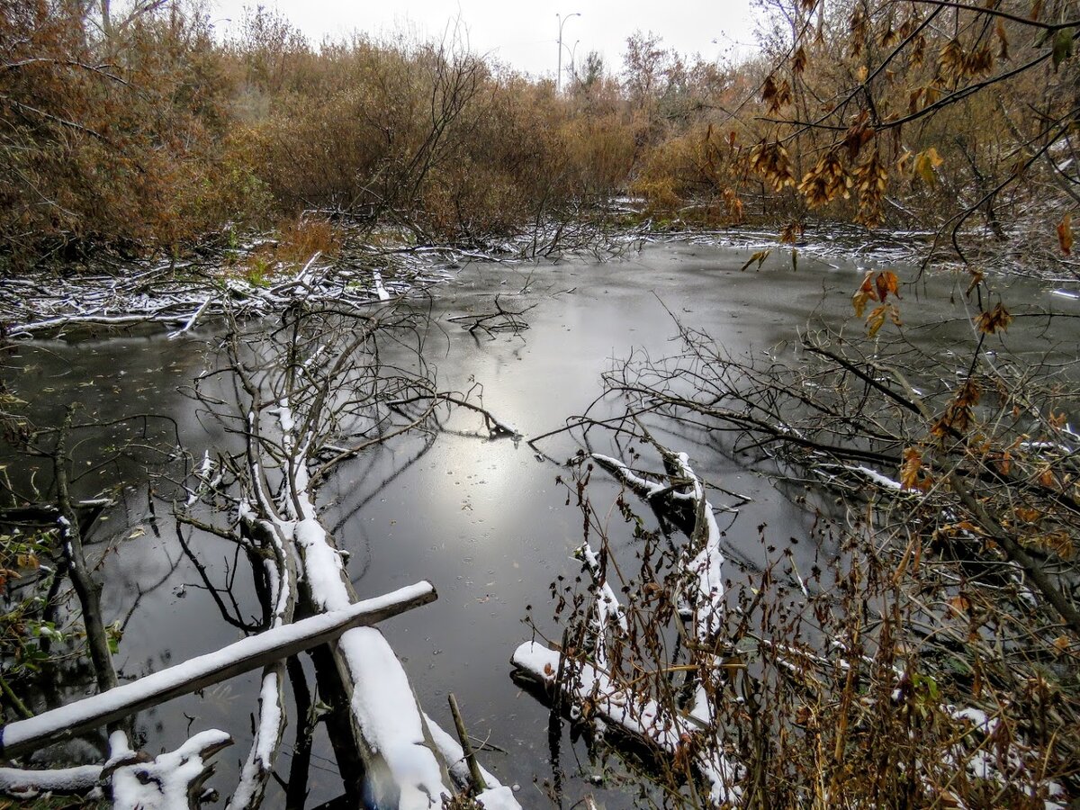 Озеро было засыпано ворохами желтых