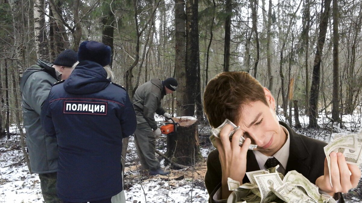 ТРИ ПРОСТЫХ ПРАВИЛА ПРИ СБОРЕ ВАЛЕЖНИКА: МОЖНО ЛИ БРАТЬ БЕНЗОПИЛУ? КАК ...