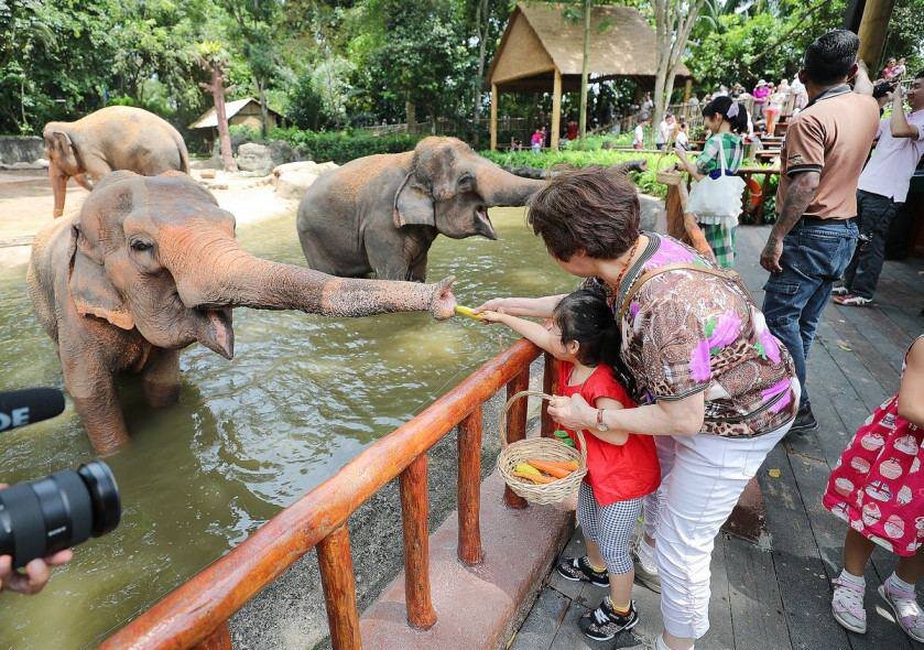 Singapore zoo. Зоопарк Сингапура Singapore Zoo. Сингапур зоопарк. Зоопарк в Сингапуре фото. Зоопарк Сингапура в каком районе.