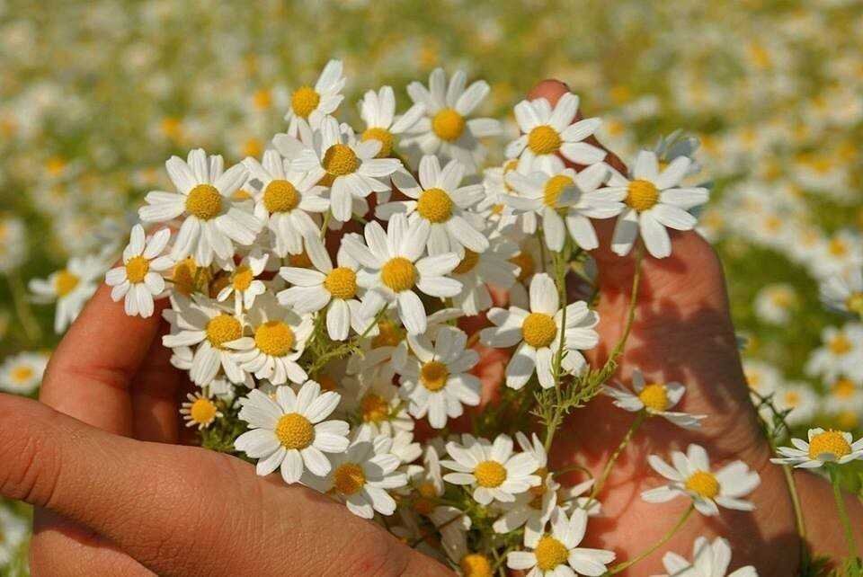 Песня подарю ромашки и айгульке и наташке