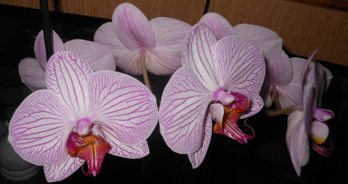 ОРХИДЕИ,  ИЗ ЛИЧНЫХ ФОТО АВТОРА ЛИДИИ ШАТИЛОВОЙ