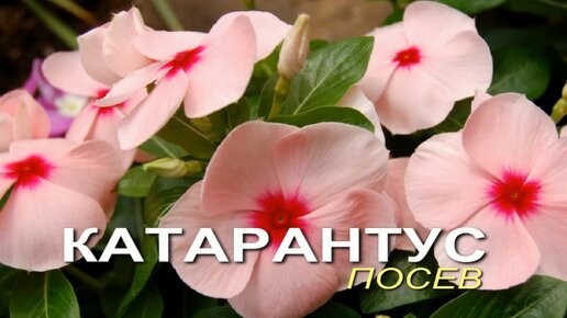 Достойный соперник петунии - КАТАРАНТУС! Посев.