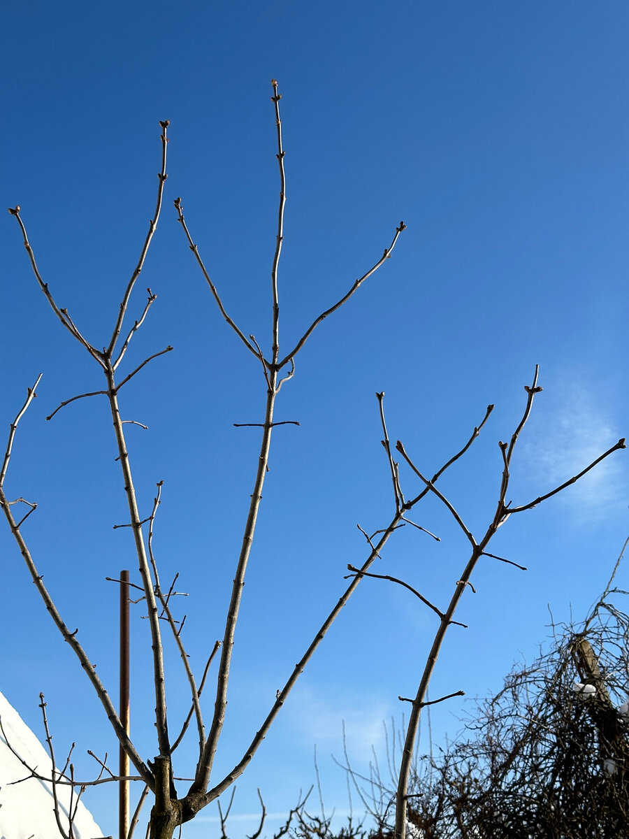 Ветви сиреней.