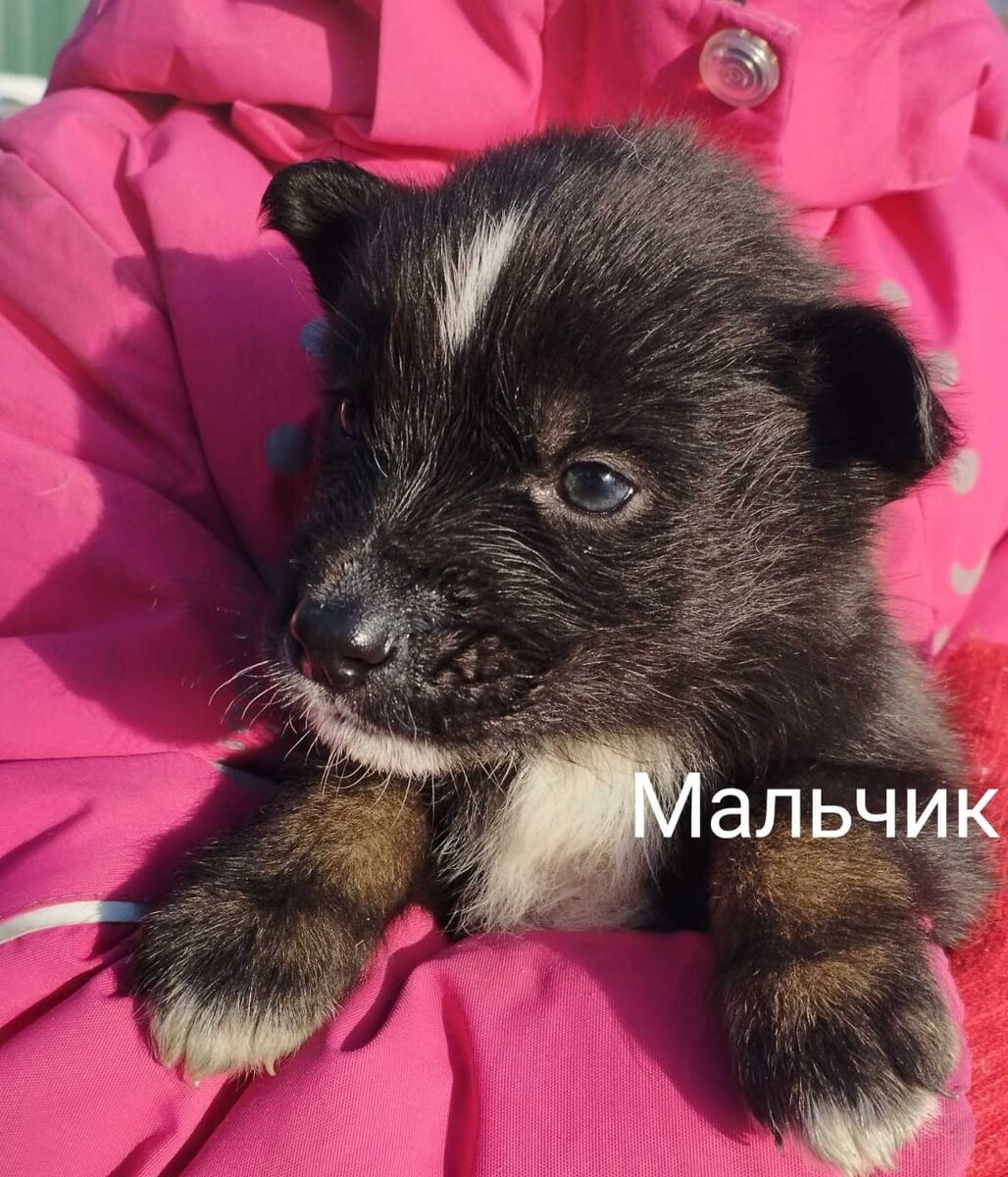 Мальчишечек 