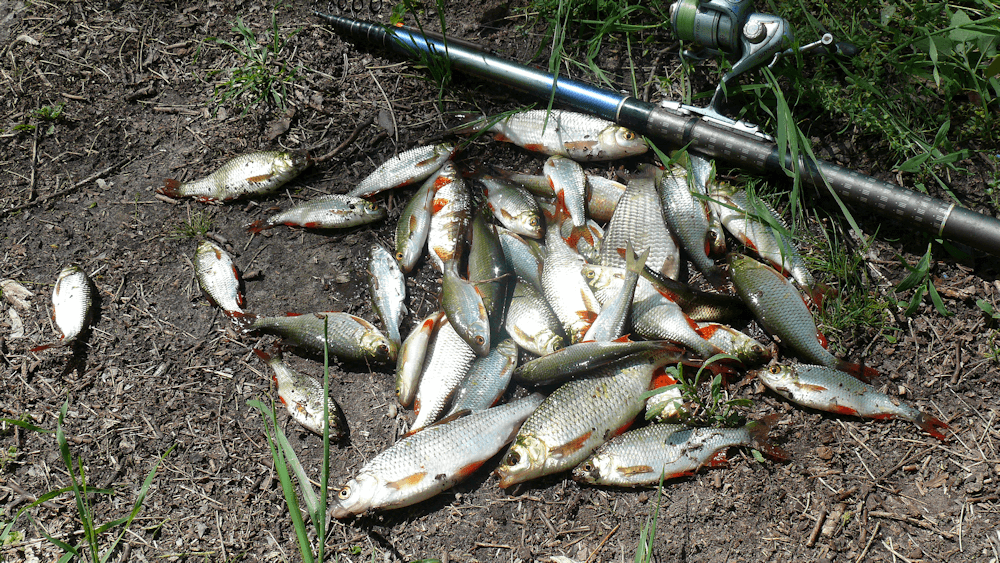 Фото с сайта: https://molkom-kazan.ru