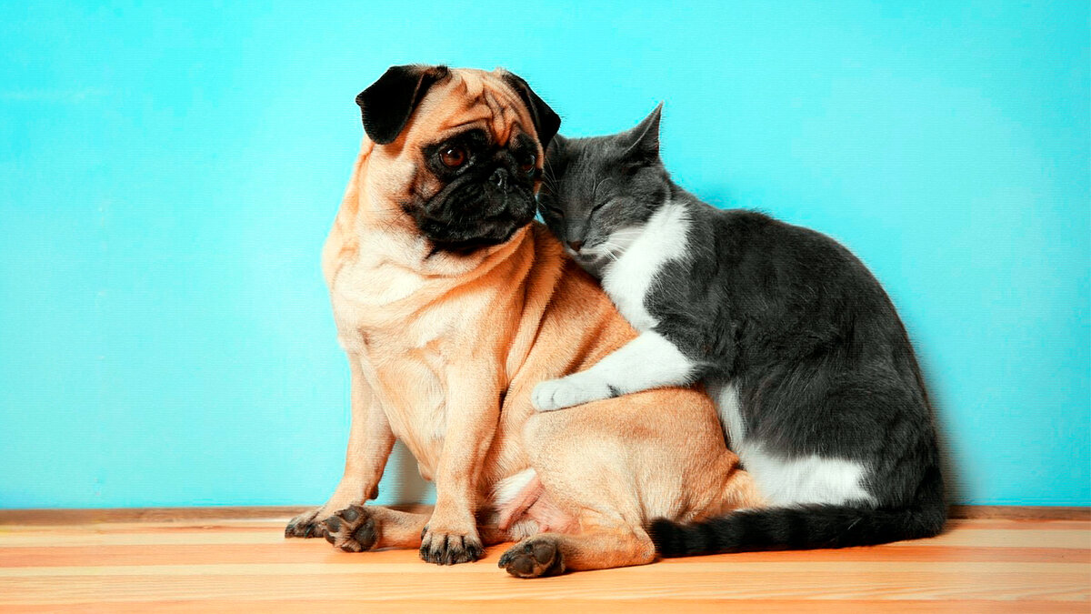 источник фото: animals.pibig.info