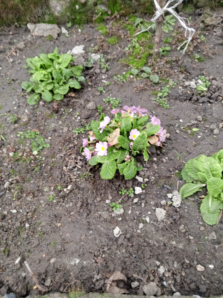 Примула. 11 февраля.