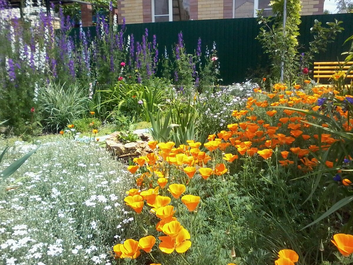 Мой палисадник.