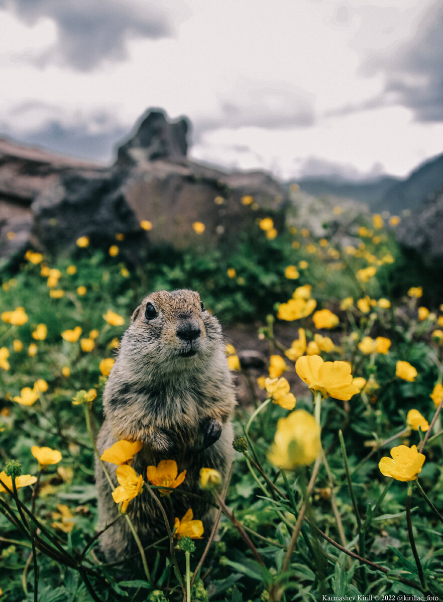 кириллу надо