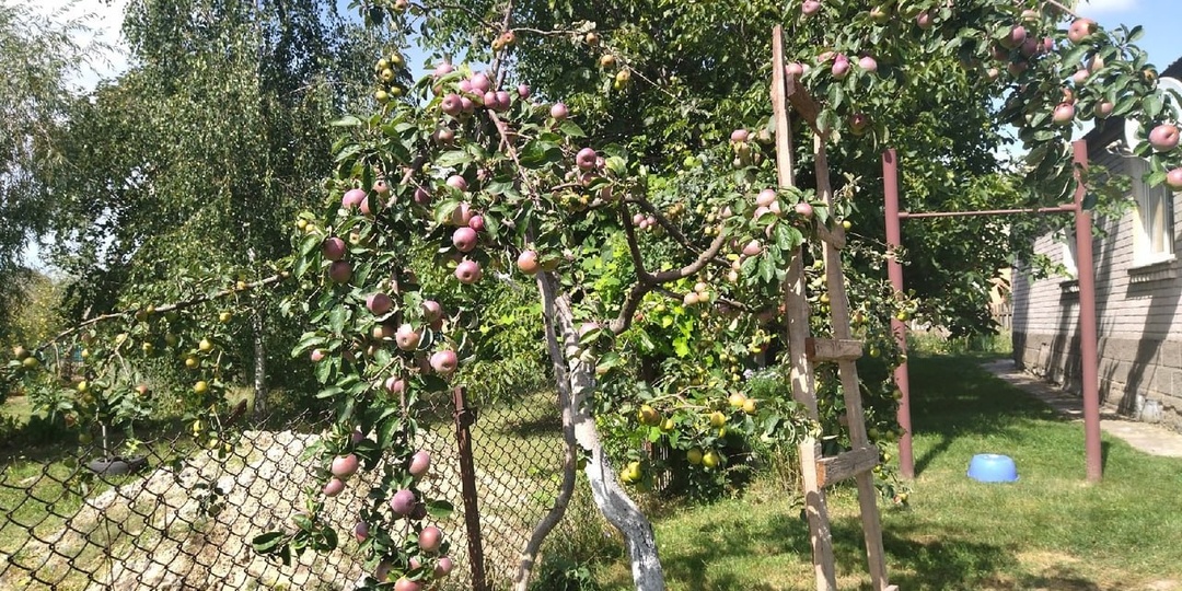 Я победила всех вредителей в своем саду. Подробная схема обработок