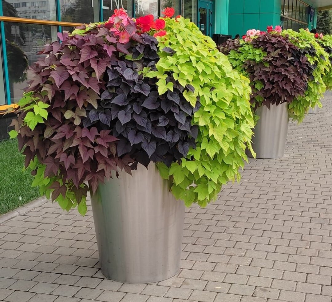 Ипомея батат. 