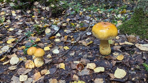 Паутинник триумфальный (Cortinarius triumphans). Как выглядит гриб на месте произрастания.