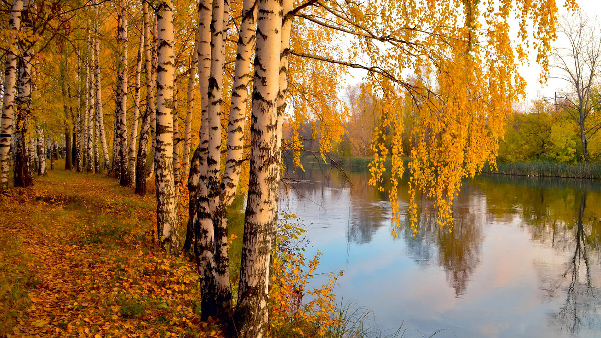 Русские берёзы. Источник фото - Pixabay.com