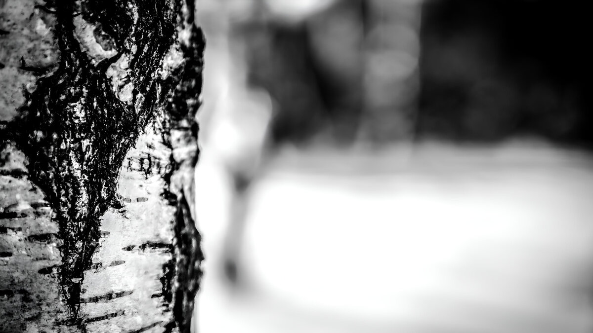 Русские берёзы. Источник фото - Pixabay.com