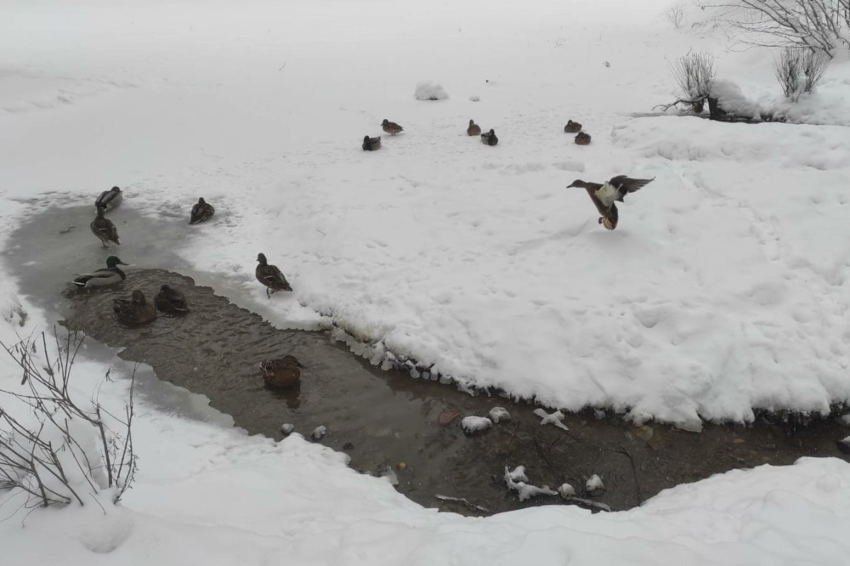    В Туле насчитали меньше зимующих уток, в области – больше