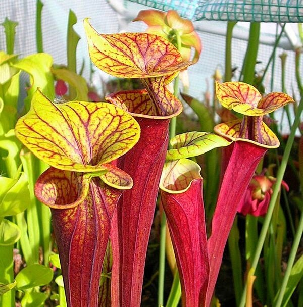 Сараццения. Привлекает своих жертв ароматом нектара