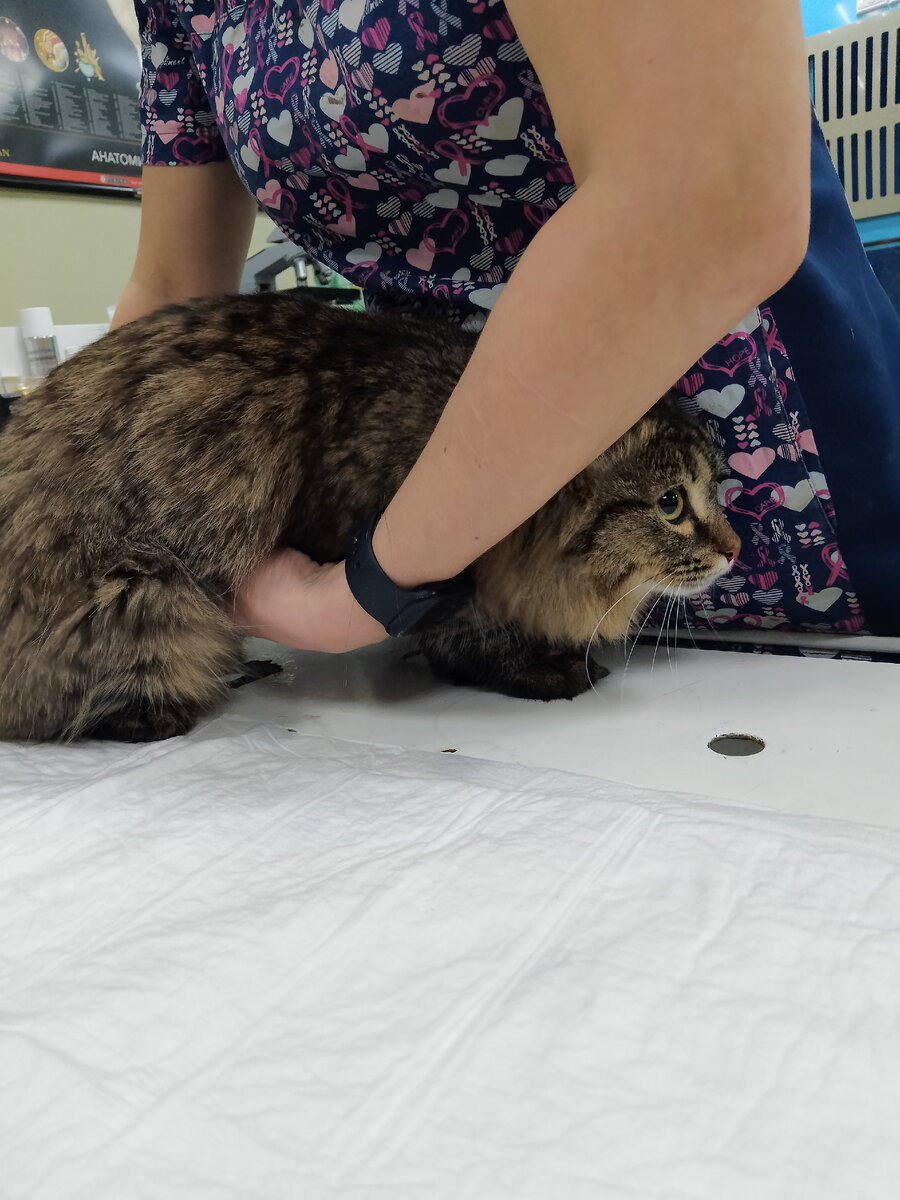 Буся на приёме