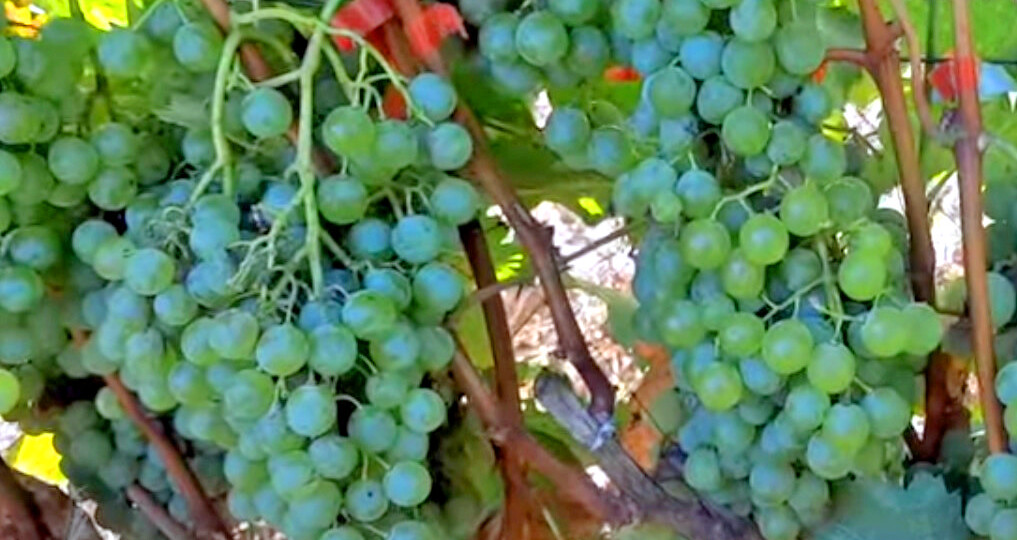 Технические сорта винограда – какой выбрать для посадки в Средней полосе