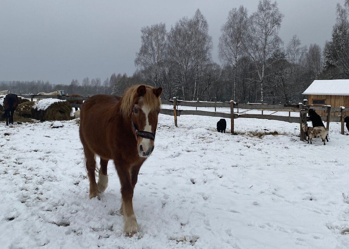 Конюшня в деревне Ситское, Калужская область